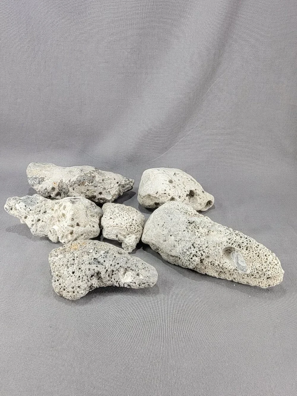 Florida Beach Fossil Stone Rock Mixed Lot of 6 Coastal Ocean Craft Decor